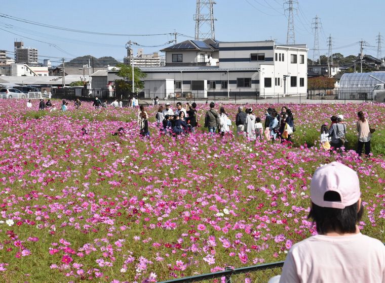 JA福岡市_周船寺コスモスまつり