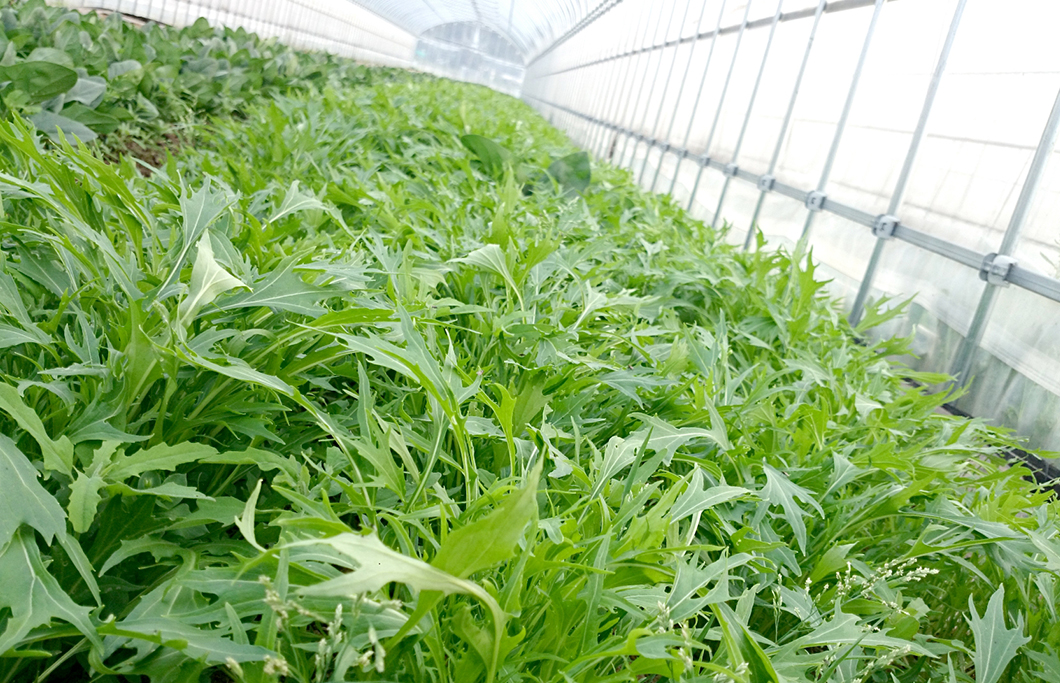 水菜 | 農産物のご紹介 | JA福岡市 福岡市農業協同組合